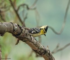 Machlolophus spilonotus