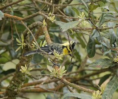 Machlolophus spilonotus