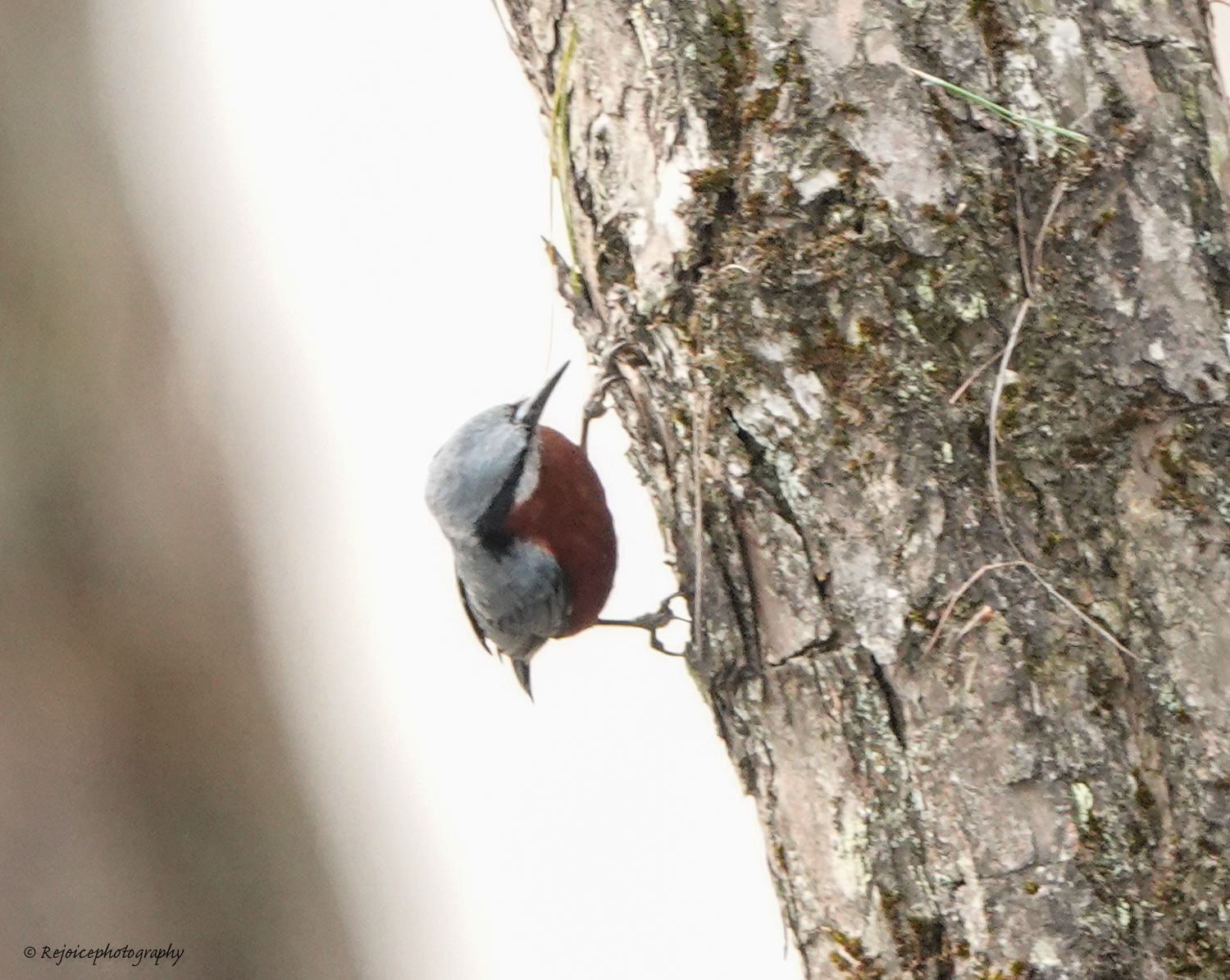 Chestnut-bellied Nuthatch (Sitta cinnamoventris)