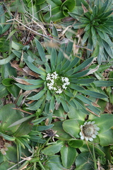 Valeriana rigida
