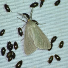 Neoplynes eudora