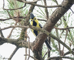 Machlolophus spilonotus