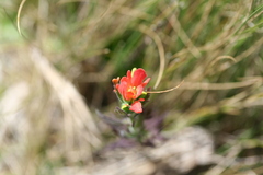 Castilleja fissifolia