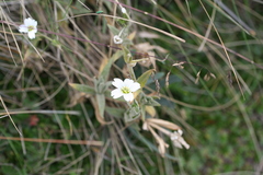 Cerastium floccosum