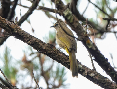 Pycnonotus flavescens
