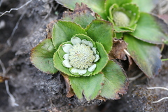 Eryngium humile