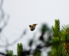 Pycnonotus flavescens