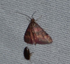 Pyrausta pseuderosnealis