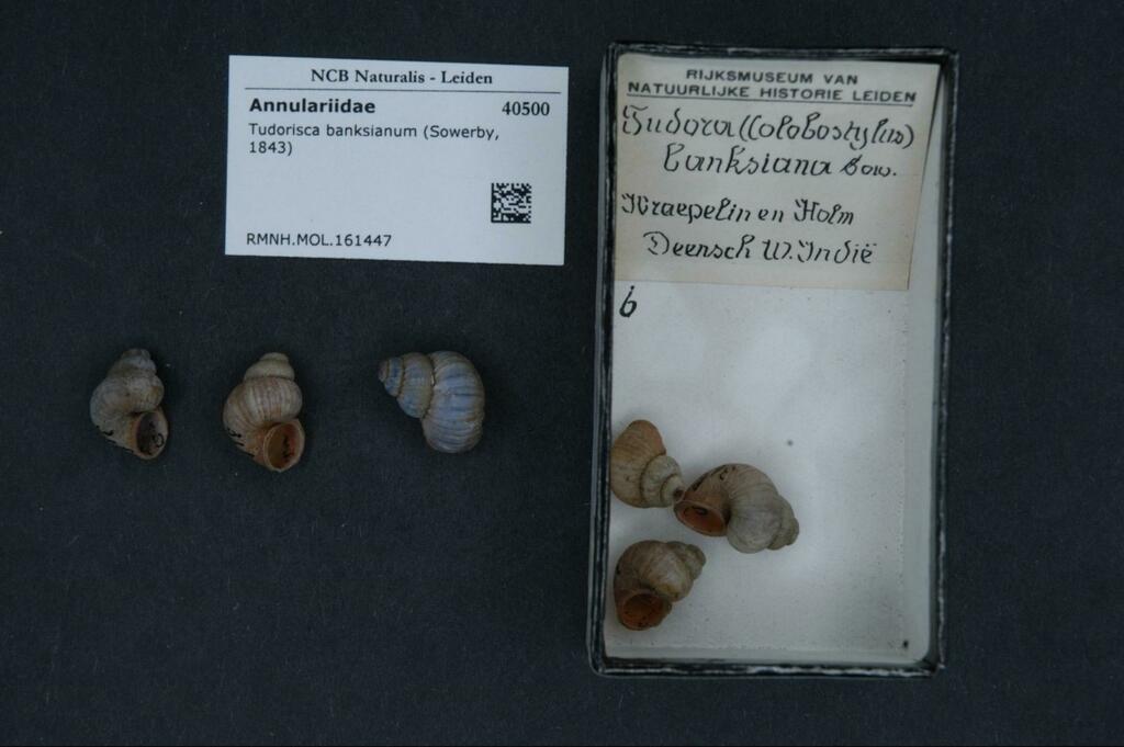Tudorisca