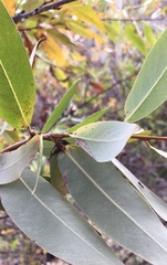 Chaitophorus macrostachyae