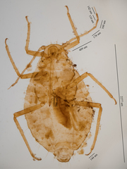 Chaitophorus macrostachyae