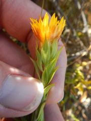 Oedera calycina