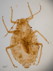 Chaitophorus macrostachyae