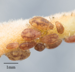 Chaitophorus macrostachyae