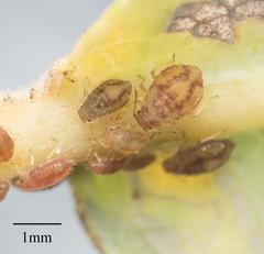 Chaitophorus macrostachyae