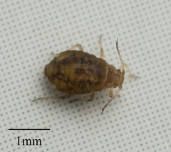 Chaitophorus macrostachyae