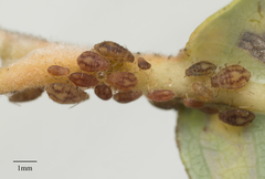 Chaitophorus macrostachyae