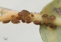 Chaitophorus macrostachyae