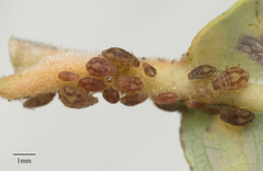 Chaitophorus macrostachyae