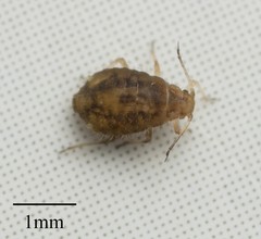 Chaitophorus macrostachyae