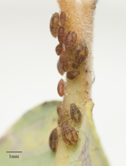 Chaitophorus macrostachyae