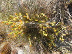 Oedera calycina