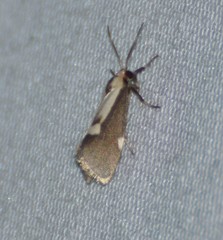 Cisthene conjuncta
