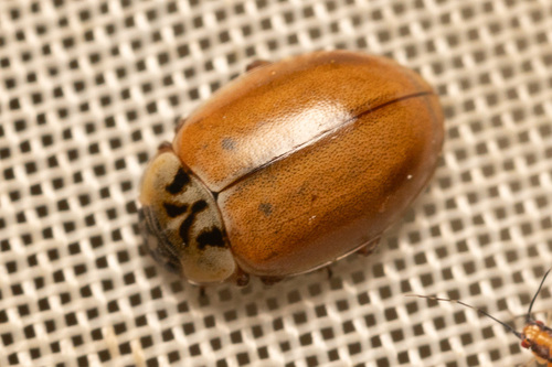 Larch Lady Beetle