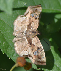 Quadrus lugubris lugubris
