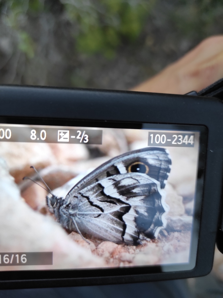 Striped Grayling
