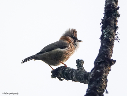 Whiskered Yuhina (Yuhina flavicollis), photo 9