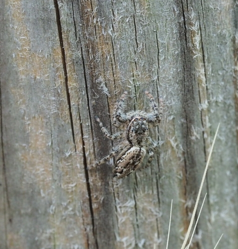 Fencepost jumping spider photo 6