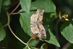 Quadrus lugubris lugubris