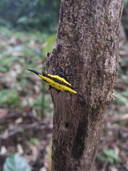 Gasteracantha transversa