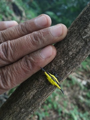 Gasteracantha transversa