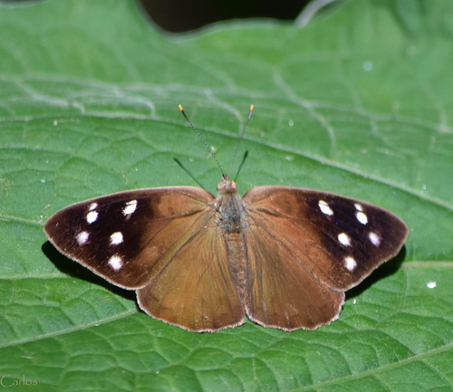 Dingy Purplewing