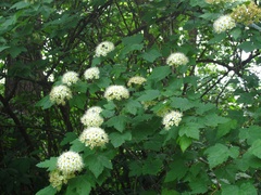 Physocarpus capitatus