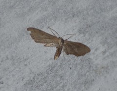 Protoproutia laredoata