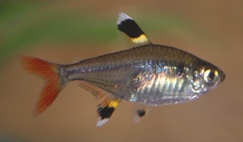 X-Ray Tetra