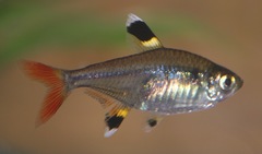 X-Ray Tetra photo 2