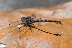Ceratogomphus triceraticus