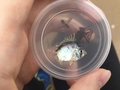 Chaetodontidae