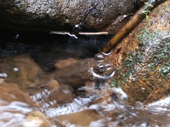 Limnonectes kuhlii