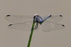 Trithemis dorsalis