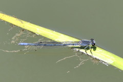 Pseudagrion draconis
