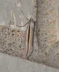 Doryodes tenuistriga