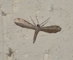 Euacidalia brownsvillea