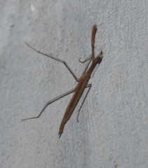 Bistanta mexicana