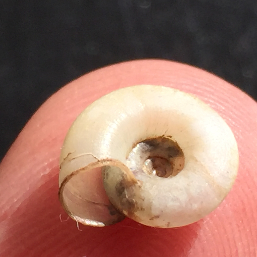 Glassy Lancetooth Snail