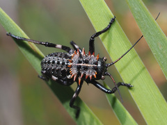 Hetrodes pupus